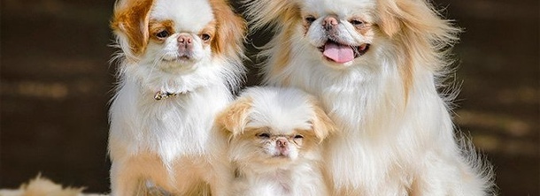 Японский хин